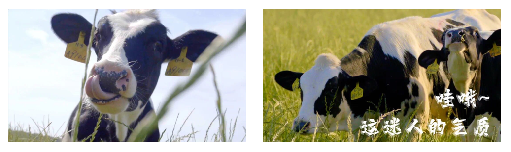 花花牛丨每天一杯奶，幸福健康喝出來(lái)?。?！