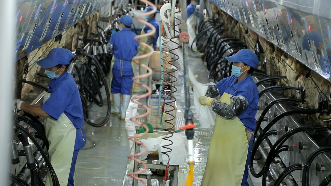 花花牛丨河南農(nóng)業(yè)大學(xué)黨委副書記、校長介曉磊一行蒞臨花花牛河南瑞亞參觀調(diào)研