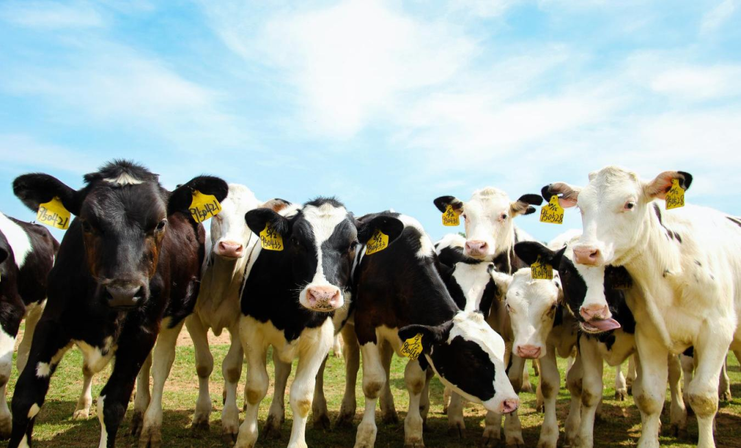 北京大學(xué)南南合作與發(fā)展學(xué)院教授、全球伙伴關(guān)系主任周詠梅一行蒞臨花花牛平輿瑞亞牧業(yè)參觀調(diào)研