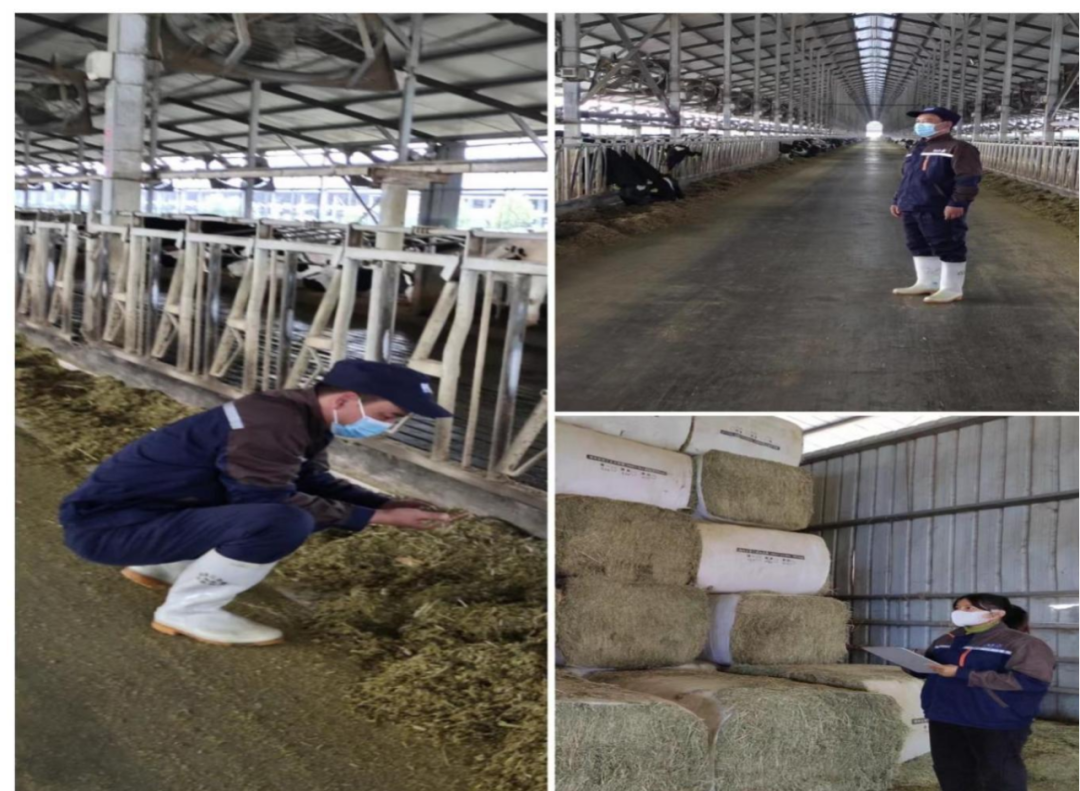 花花牛丨點點微光匯星河——養(yǎng)殖事業(yè)部抗疫保生產(chǎn)側記 花花牛丨點點微光匯星河——養(yǎng)殖事業(yè)部抗疫保生產(chǎn)側記