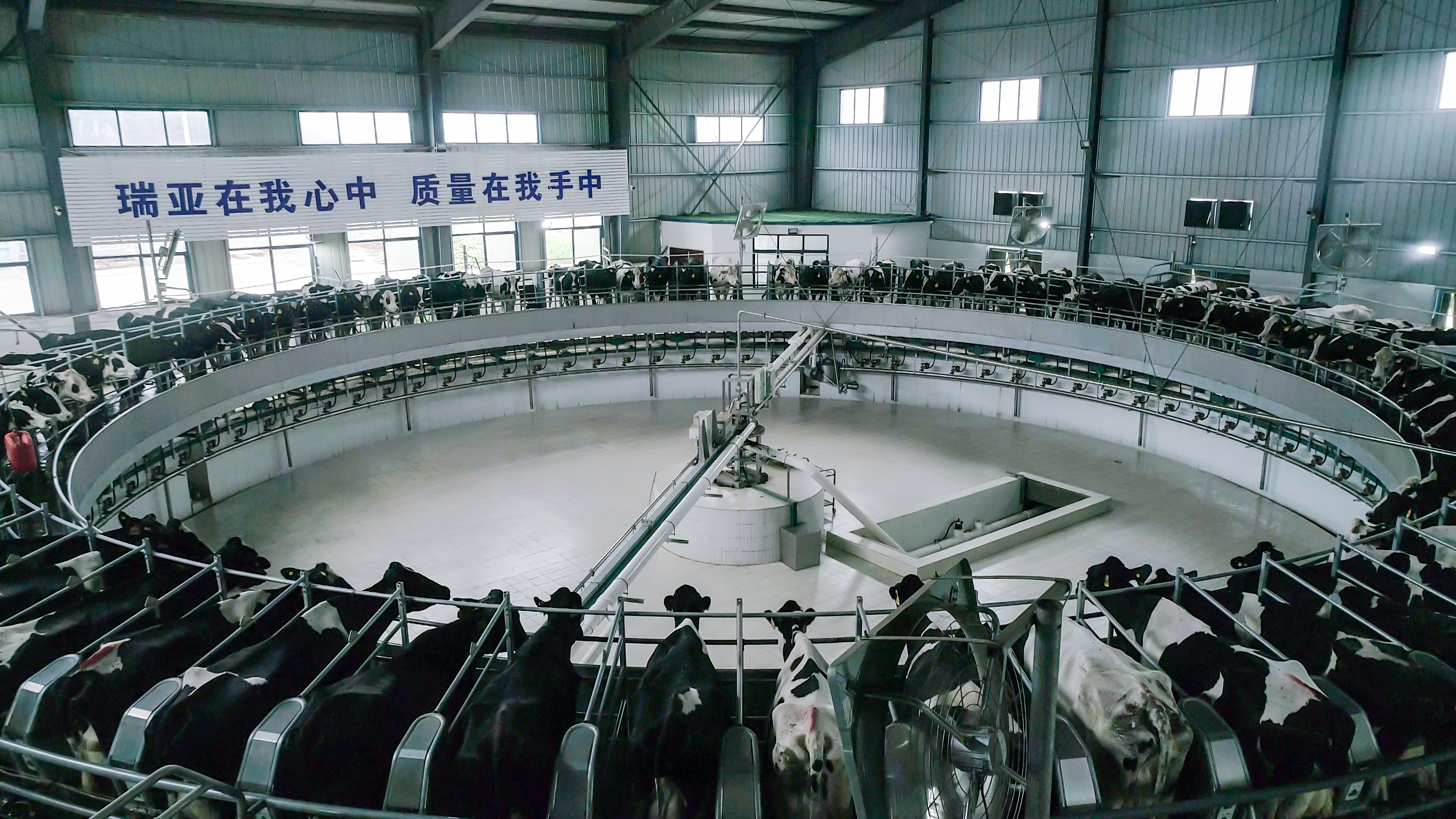 河南省人大常委會(huì)黨組書記、副主任孔昌生蒞臨花花牛魯山瑞亞牧場(chǎng)參觀調(diào)研