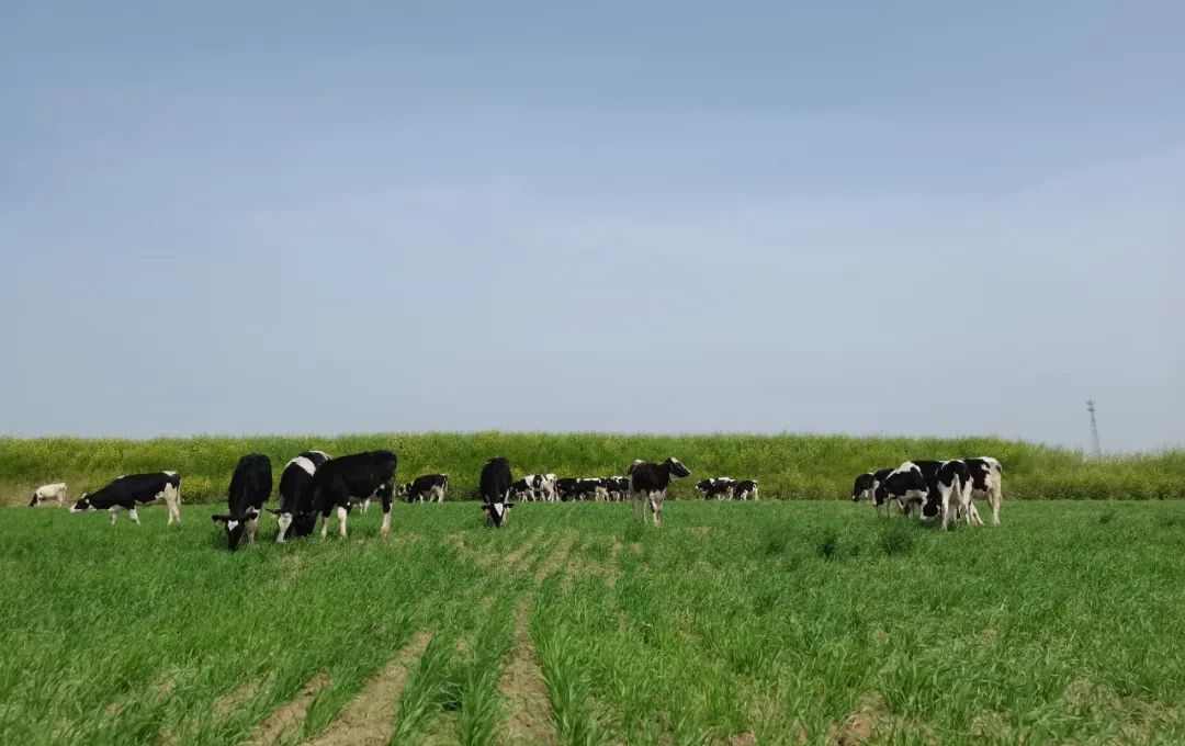 繼往開來 · 再創(chuàng)輝煌 | 花花牛乳業(yè)集團(tuán)召開9月營(yíng)銷、養(yǎng)殖及飼料月度經(jīng)營(yíng)工作會(huì)議