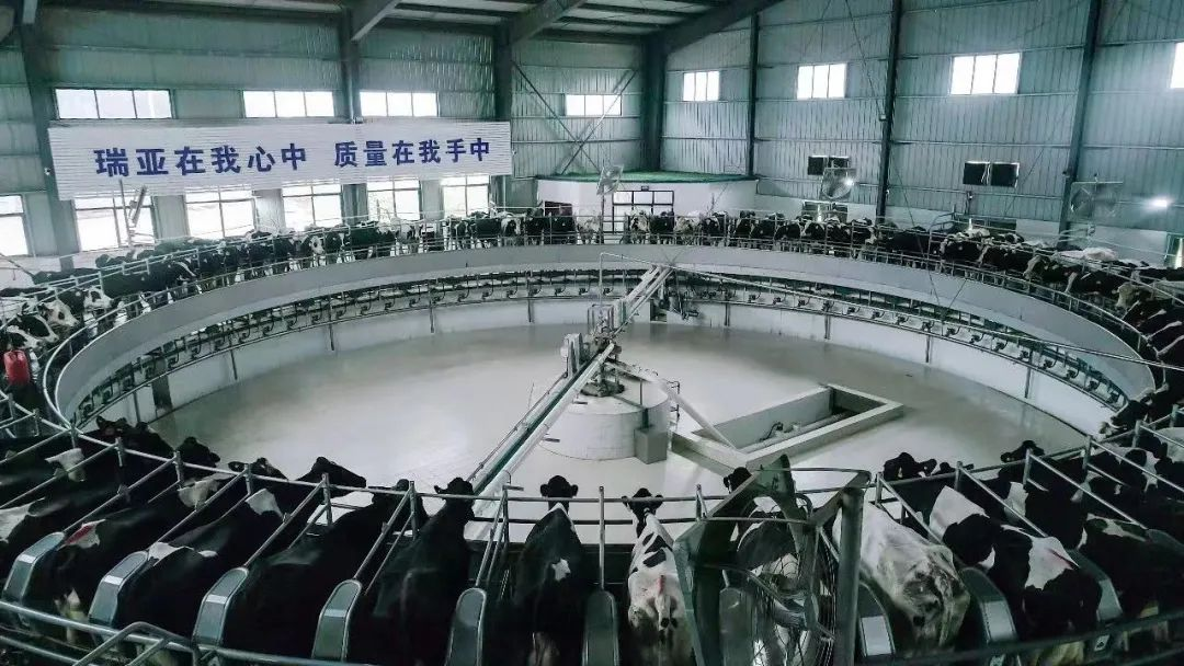 花花牛 | 河南瑞亞牧業(yè)入選“河南省畜禽核心育種場(chǎng)” 花花牛 | 河南瑞亞牧業(yè)入選“河南省畜禽核心育種場(chǎng)”