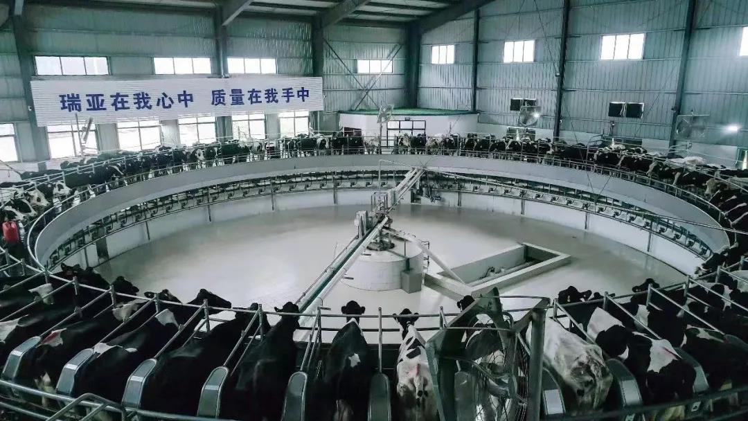 快訊 | 駐馬店市委副書記、市長李躍勇一行蒞臨花花牛乳業(yè)集團(tuán)平輿瑞亞牧場調(diào)研