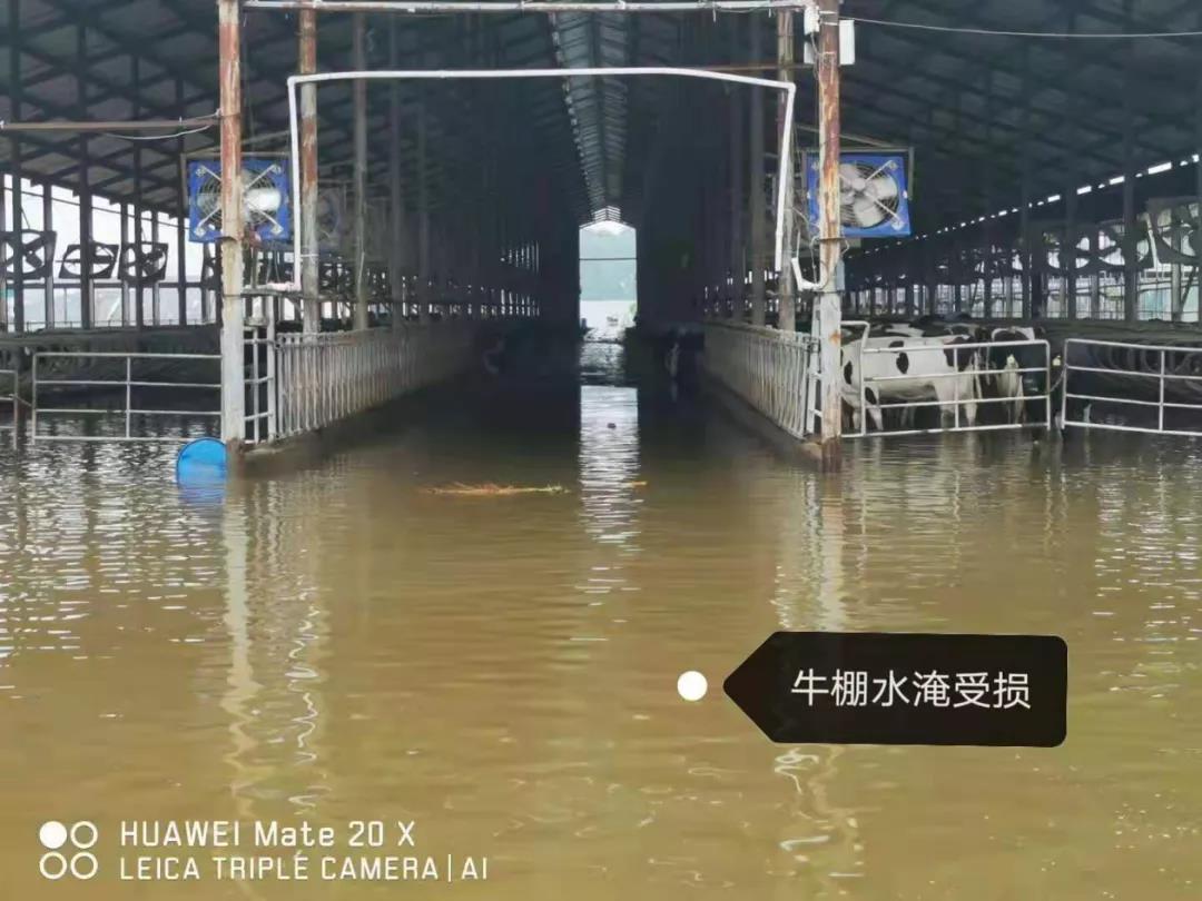 【乳報·聚焦】“豫”難而上的中原牛人“太中了”！