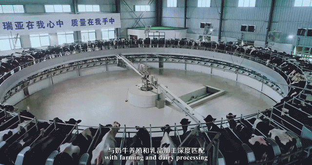 快訊 | 河南省委常委、省紀委書記、省監(jiān)委主任任正曉蒞臨花花牛乳業(yè)集團新蔡瑞亞牧場調(diào)研